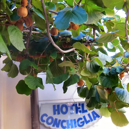 Conchiglia Montecatini Terme